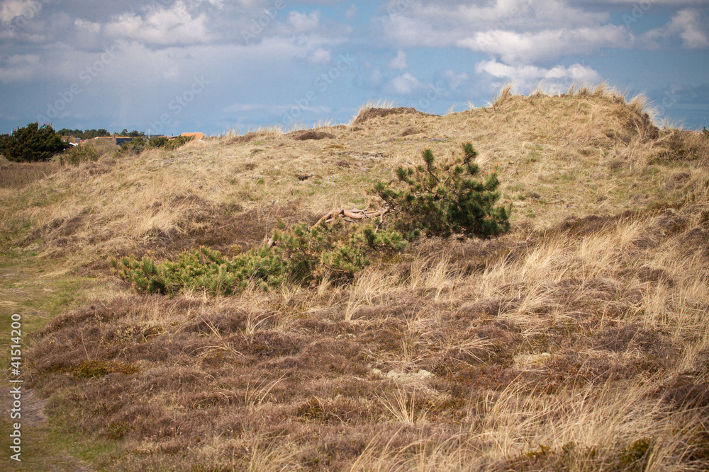 Dühnenlandschaft Dühnenlandschaft