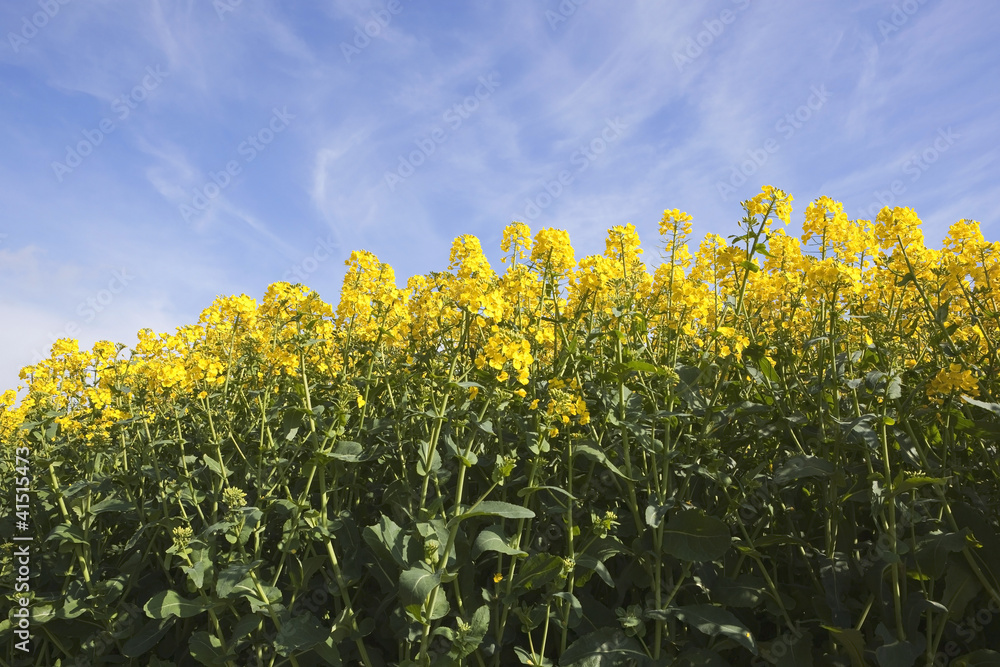 Fototapeta premium canola flowers and blue sky