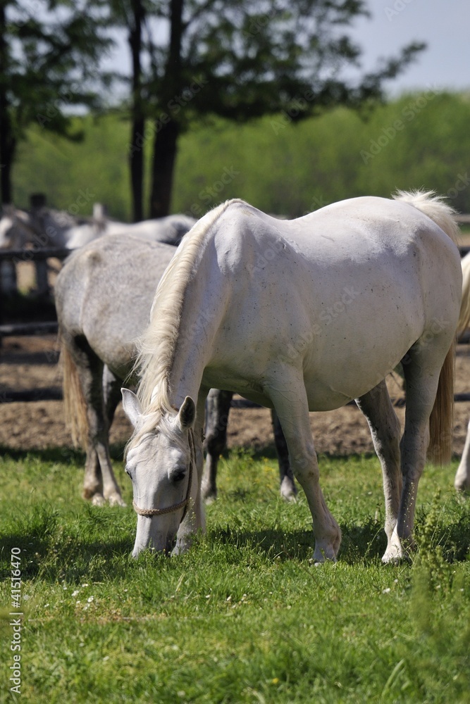Pregnant Lipizzaner mare on pasture Pregnant Lipizzaner mare on pasture