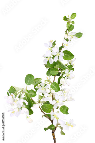 Branch of apple-tree with green leaf and white flowers