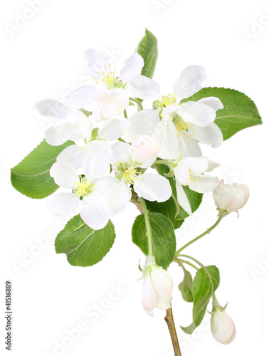 Single branch of apple-tree with leaf and flowers