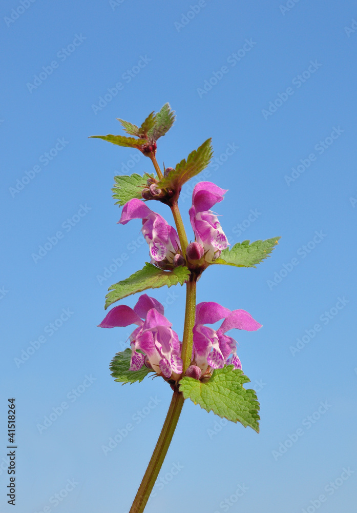 Obraz premium Gefleckte Taubnessel (Lamium maculatum)