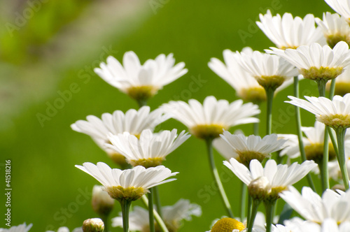 Margerite - Leucanthemum vulgare