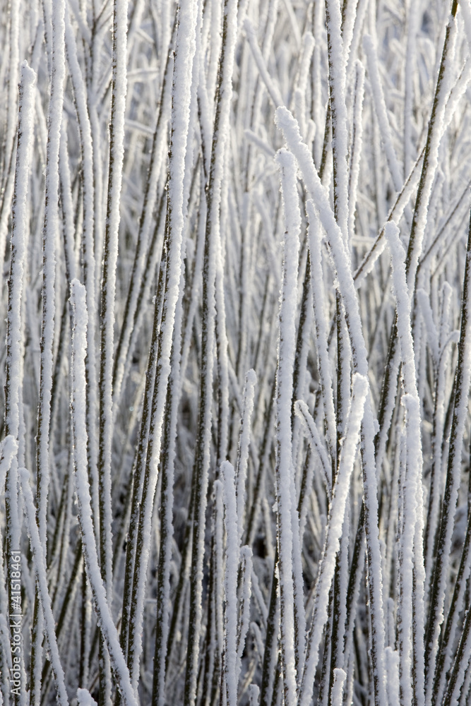 Snowy grass Snowy grass