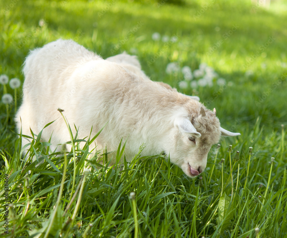 Obraz premium goat grazing