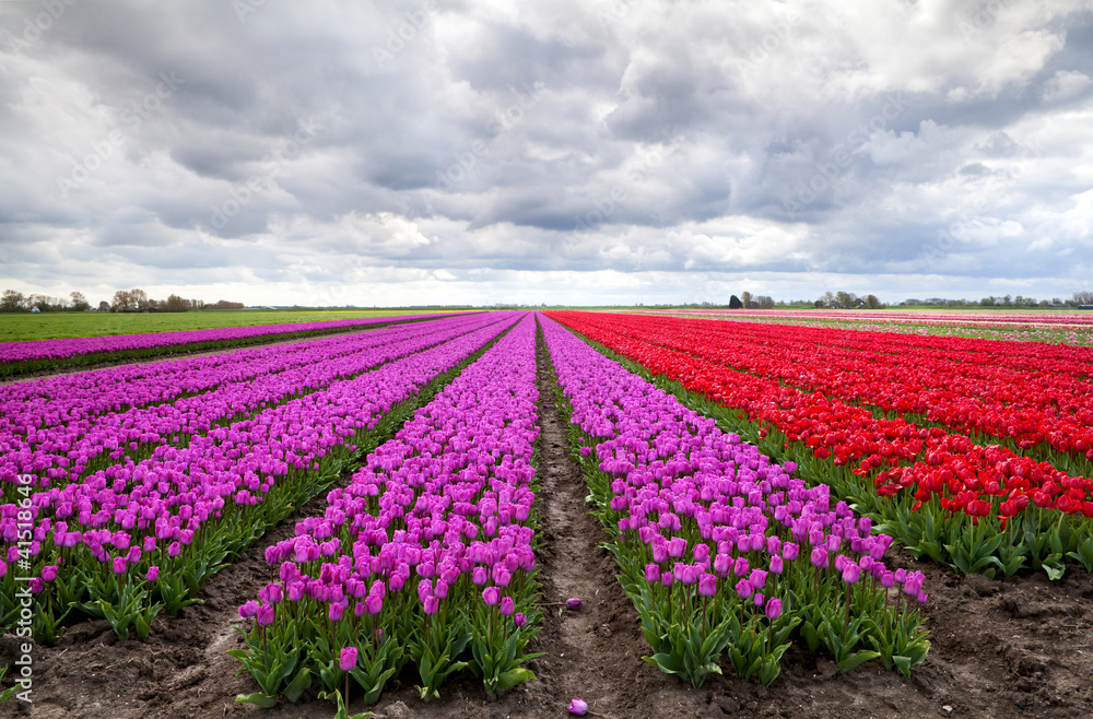 purple and red tulip fields