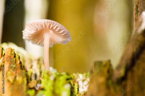 Mushroom in autumn tree