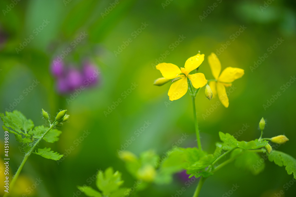 Fototapeta premium Yellow Tormentil