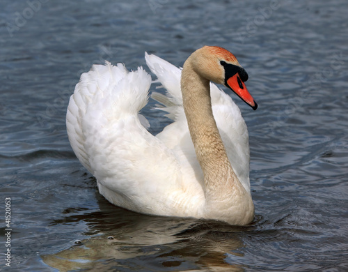 beautiful white swan on the lake
