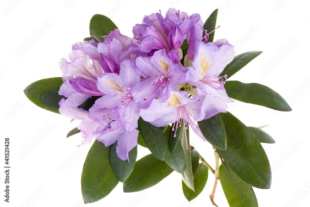 Fototapeta premium Pink rhododendron, azalea