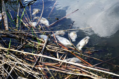 fish killed by near the shore