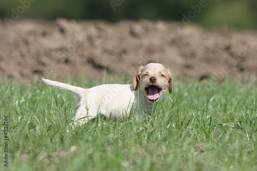 chiot épagneul breton qui baille photo