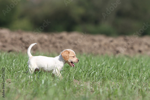 young britanny spaniel on the grass photo