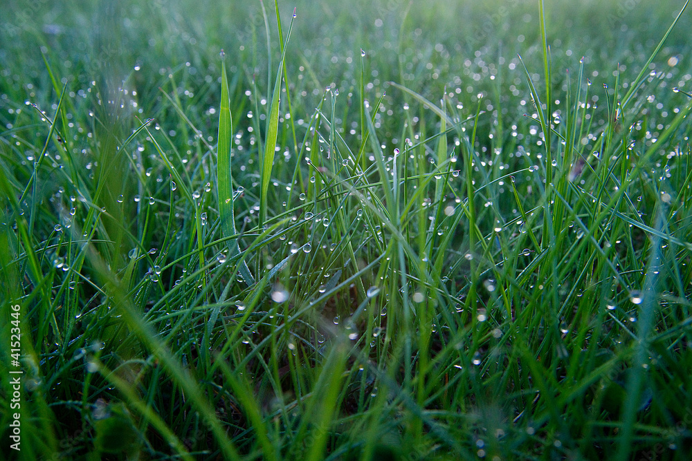 Obraz premium Dew droplets