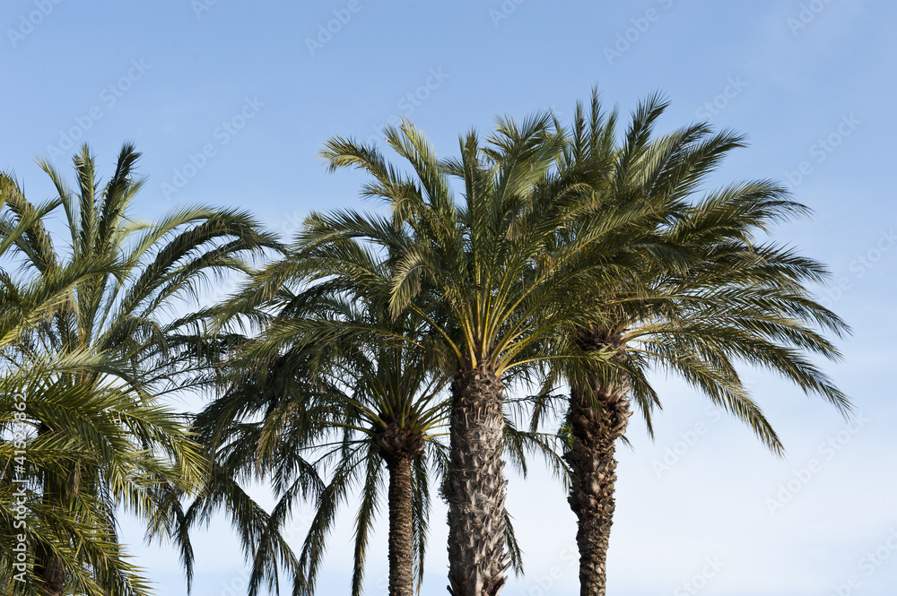 Fototapeta premium Palm Trees Backdrop