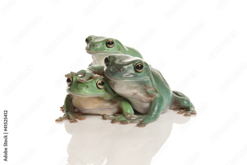 Fototapeta premium Three magnificent green tree frog, Litoria splendida, on white
