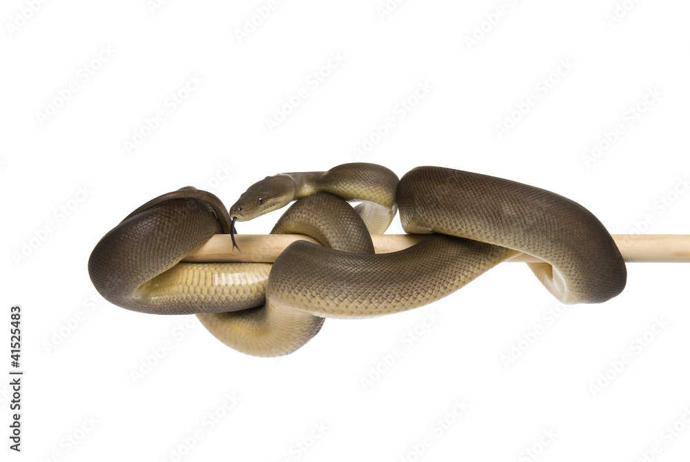 Naklejka premium Olive python, Liasis olivaceus, on a white background.