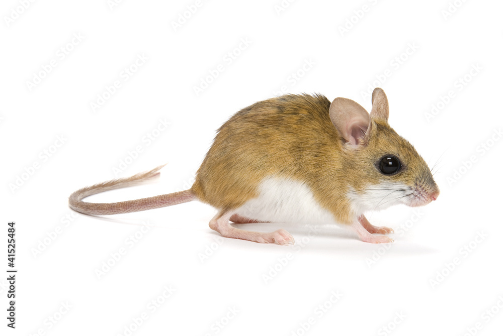 Mitchell's Hopping Mouse, Notomys Mitchellii on white Mitchell's Hopping Mouse, Notomys Mitchellii on white