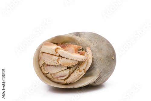 Hermit Crab hiding in shell on white background