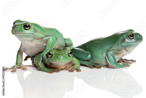 Three magnificent green tree frogs, Litoria splendida, on white