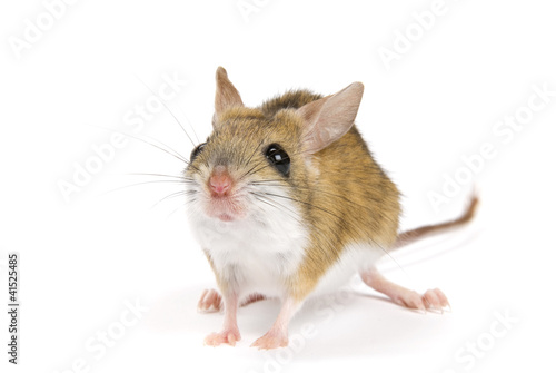 Mitchell's Hopping Mouse, Notomys Mitchellii on white