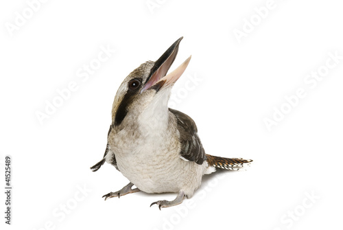 Kookaburra (genus Dacelo) laughing on white background.