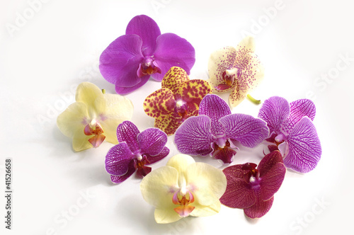Beautiful colorful orchid