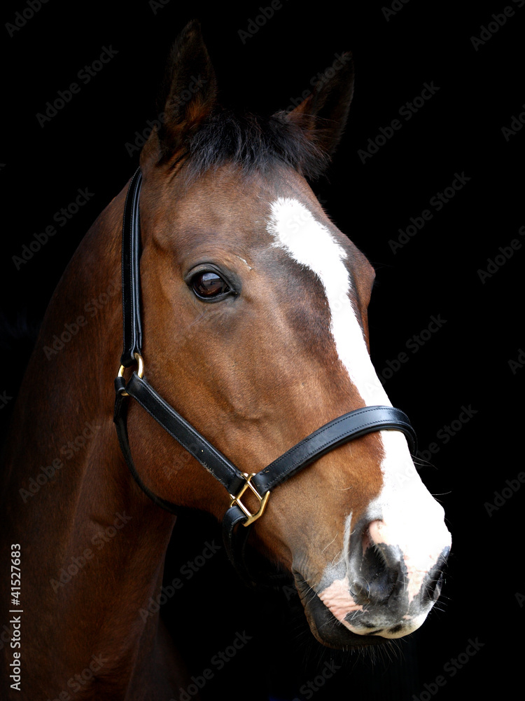 Fototapeta premium Bay Horse Against Black Background