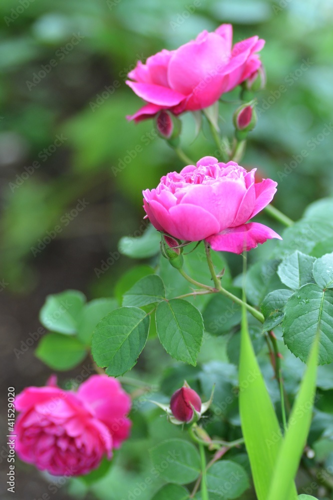 ローズ・ピンクのバラ