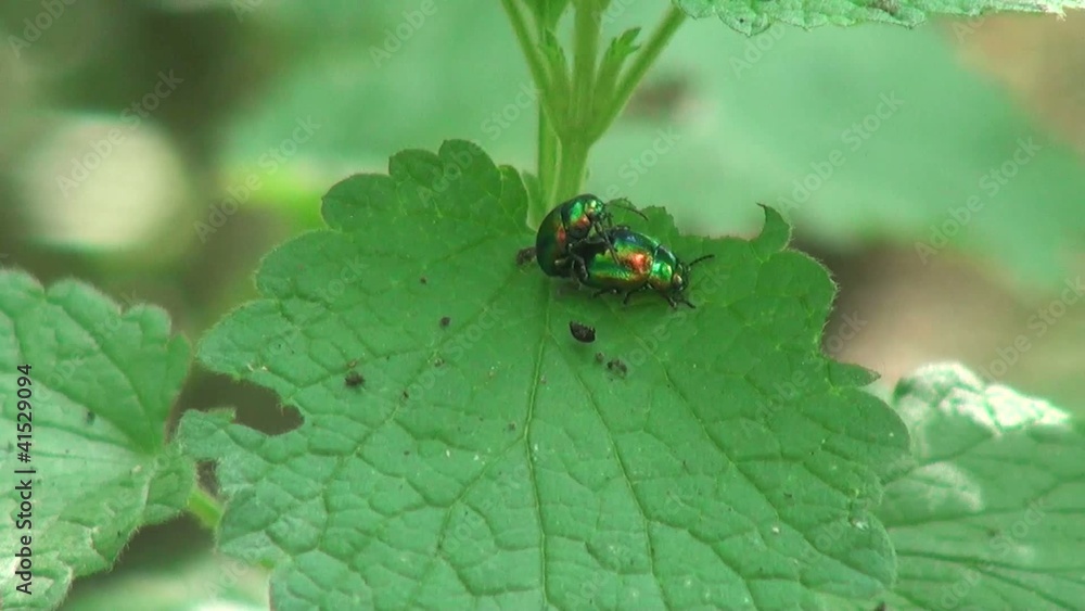 Flower chafer sitting on a piece of Flower chafer sitting on a piece of