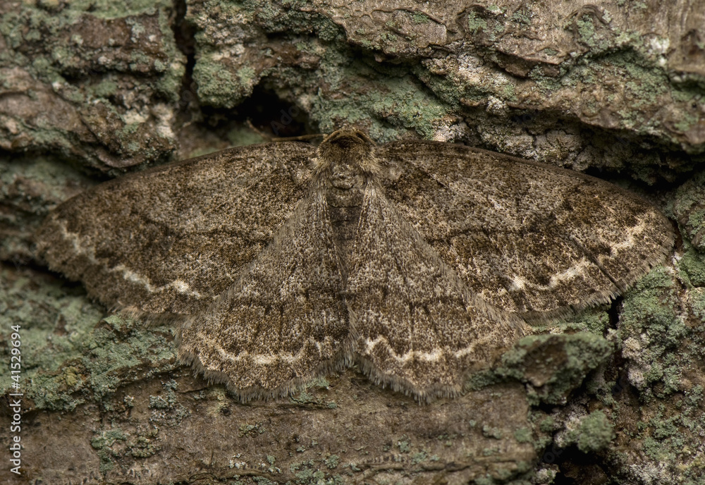 Ectropis crepuscularia