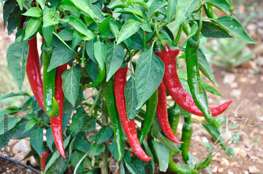 piments 5