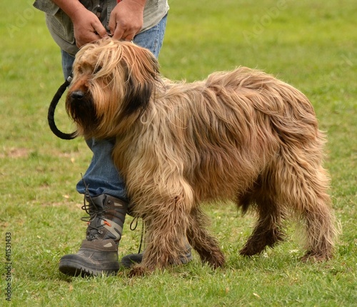 Canvas Print briard