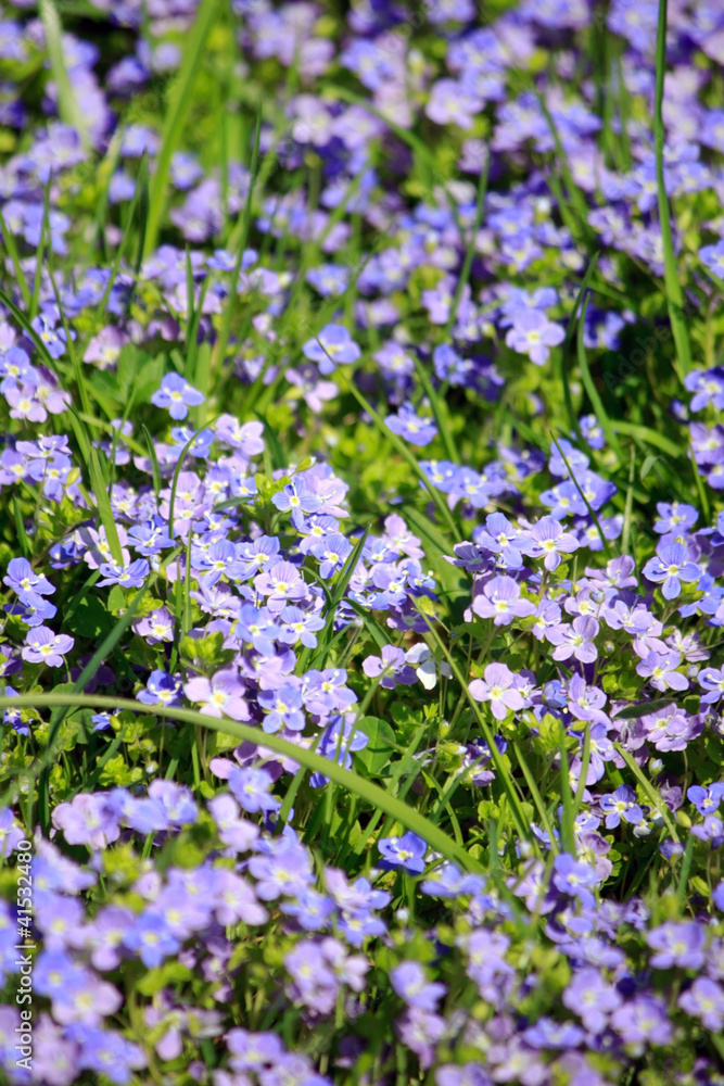 Obraz premium summer flowers