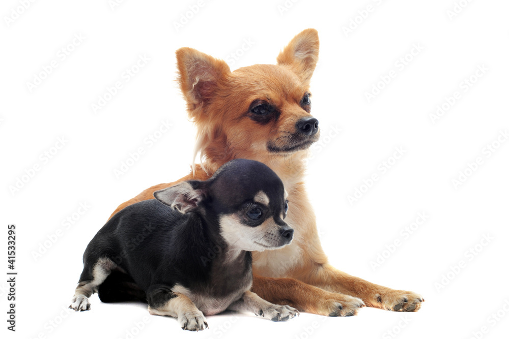 two chihuahuas