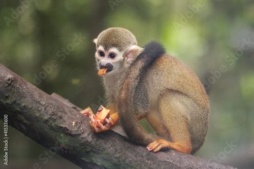 Squirrel Monkey feeding © Webitect