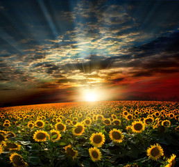 Wandcirkels Zonnebloem Zonnebloemenveld tijdens romantische zonsondergang  © Vitaly Krivosheev