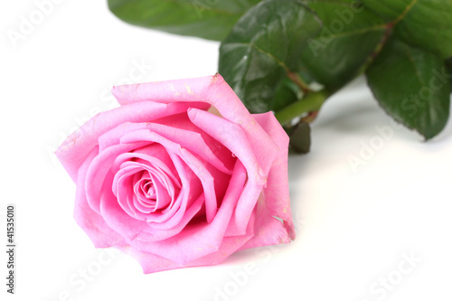 beautiful pink rose isolated on white