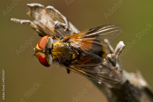 tachina fly photo