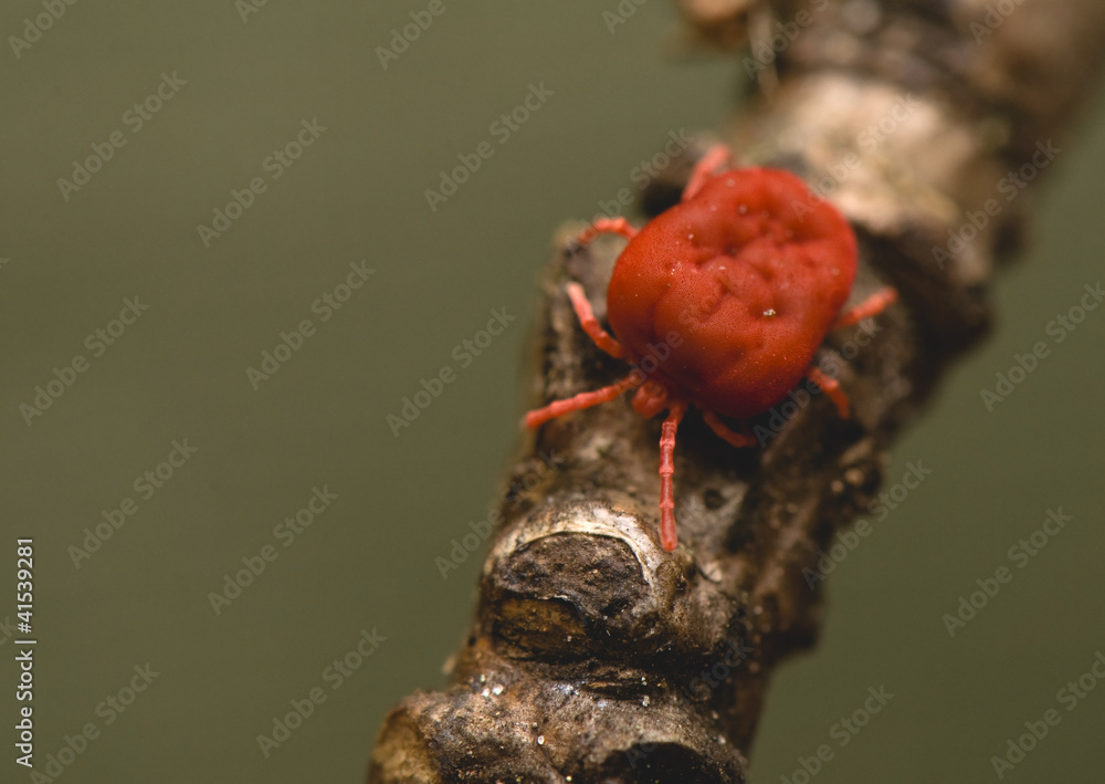 Trombidium