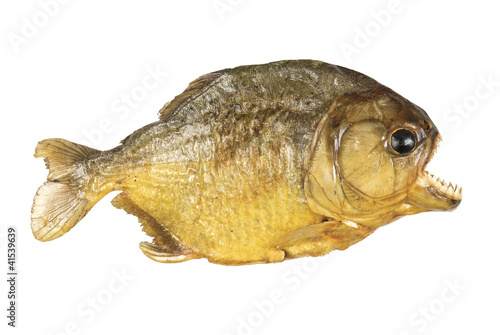 Foto Red Belly Piranha on white background