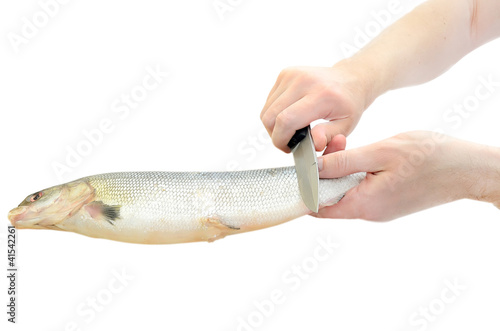 Cleaning raw fish