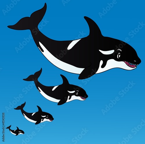 Orcas in the ocean