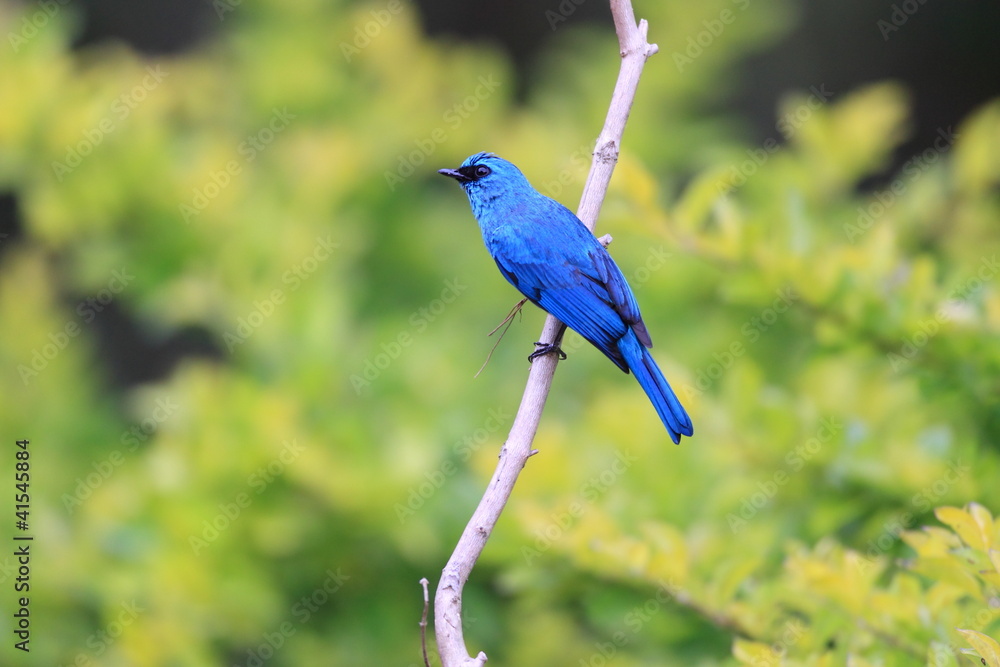 Obraz premium ロクショウヒタキ