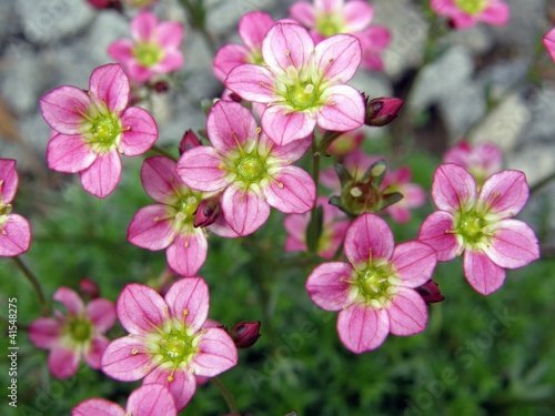 Small pink saxifraga flowers macro © santia3