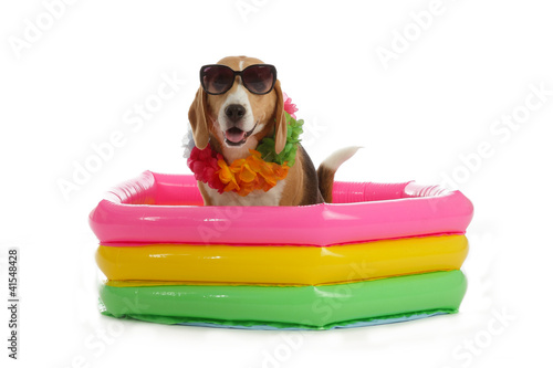Fototapeta Naklejka Na Ścianę i Meble -  chien Beagle en vacances