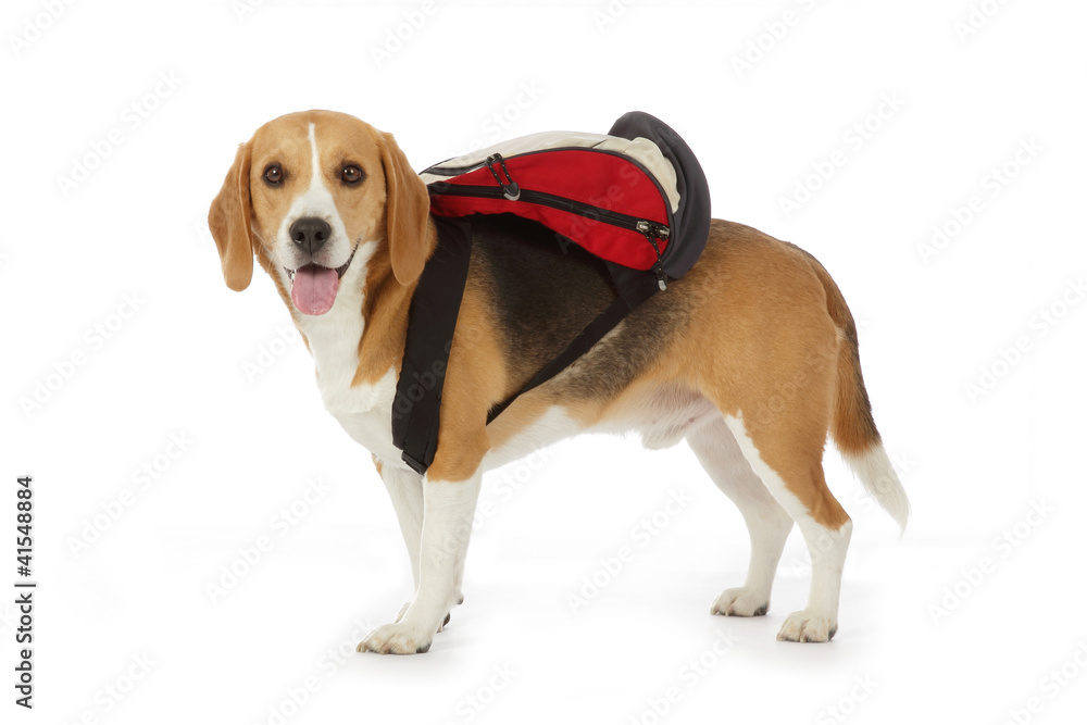 chien beagle avec cartable
