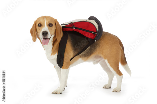 chien beagle avec cartable © mariesacha