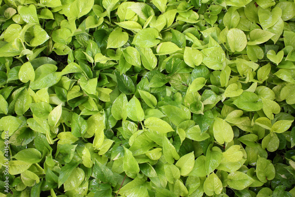 Heart Green Leaves Background Heart Green Leaves Background