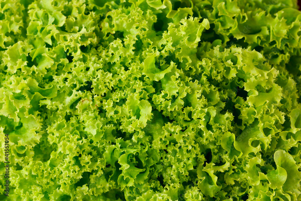 Fresh green lettuce. Fresh green lettuce.
